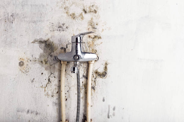 Best Office Mold Removal Services  in Way, NE