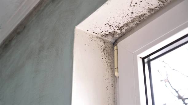 Best Emergency Mold Removal  in Way, NE