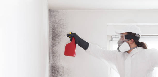 Best Home Mold Removal  in Way, NE