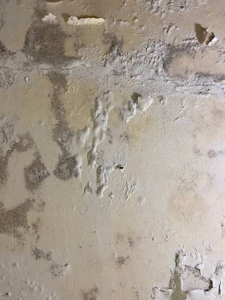 Best Certified Mold Removal  in Way, NE