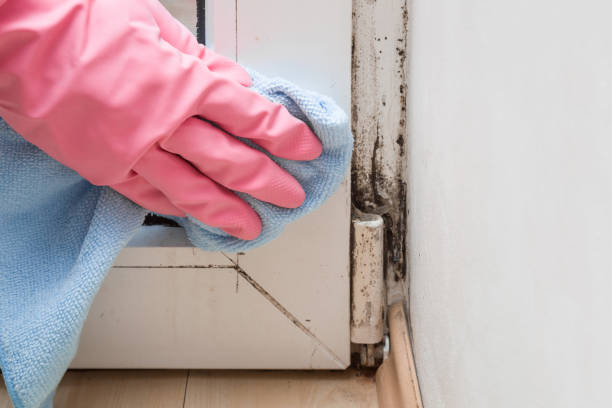 Best Mold Damage Repair  in Way, NE