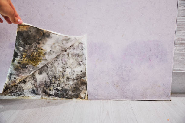 Best Affordable Mold Removal  in Way, NE